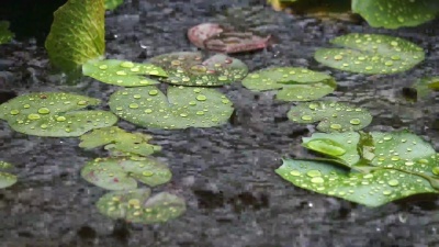 缓慢的雨滴