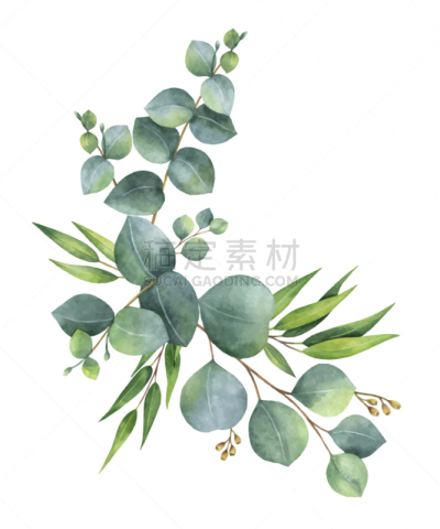 水彩画,绿色,桉树,花环,分离着色,自然,请柬,草本,问候