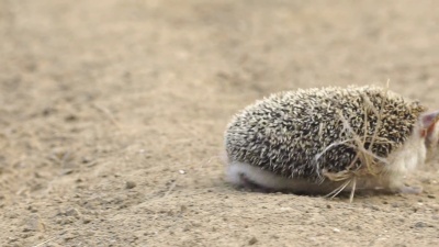 长耳刺猬
