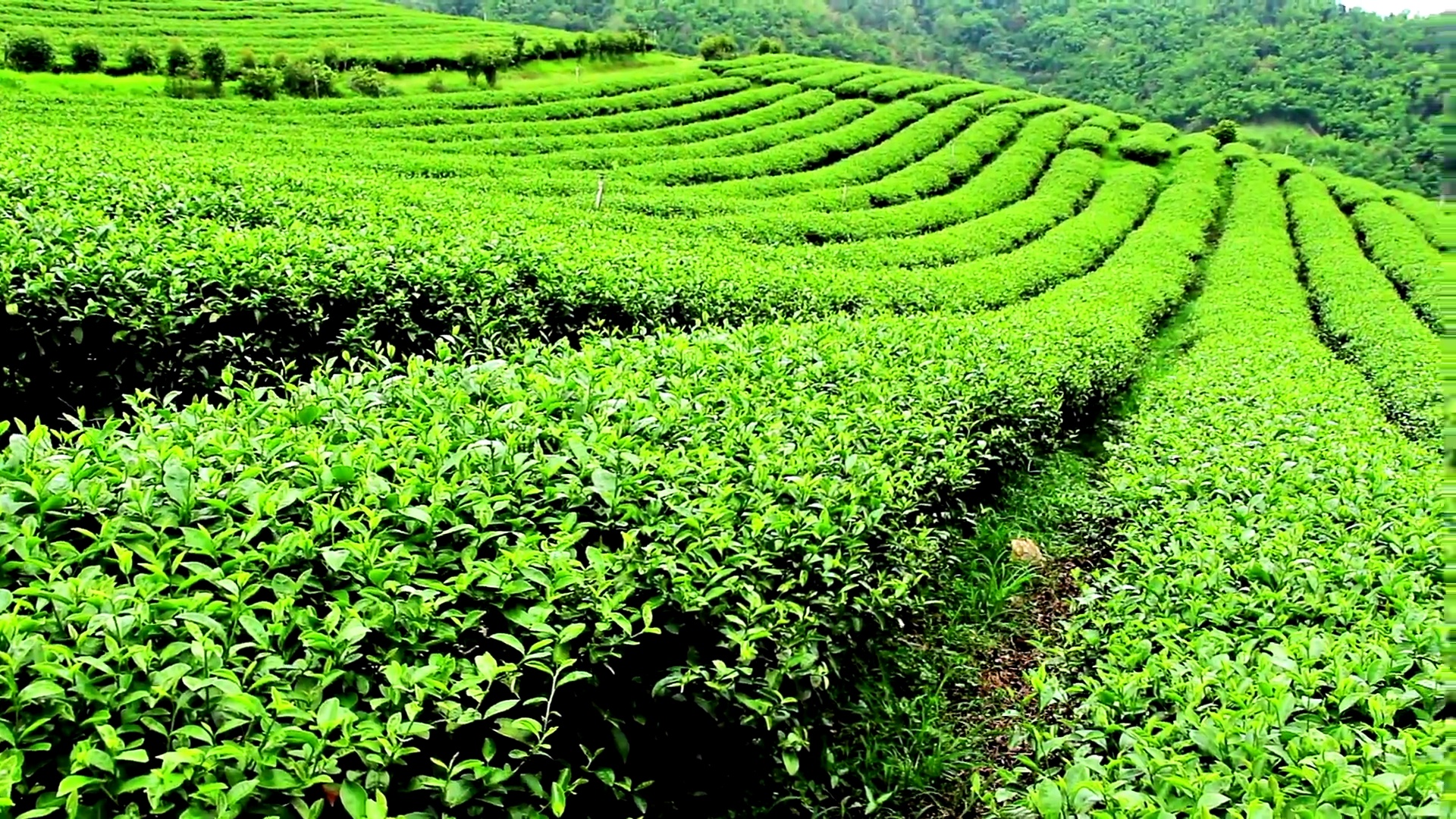 山坡上的茶园预览效果