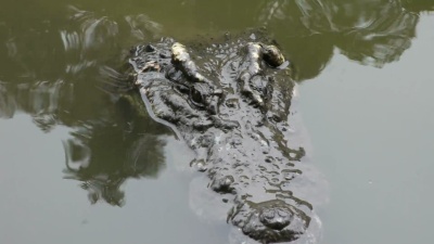 鳄鱼在池塘里睡觉休息和游泳