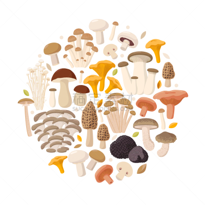金针菇,姬菇,蜂蜜,黑色块菌,绘画插图,平坦的,羊肚菌,香菇,食用菌,蚝蘑