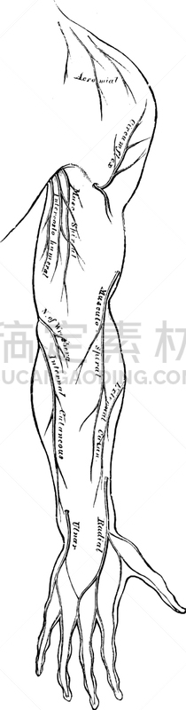 皮肤,神经系统,白色,矢量,图像,雕刻图像,黑色,复古