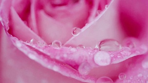 一朵粉红色的玫瑰在雨中摇摆，近距离