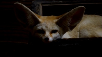 Fennec Fox
