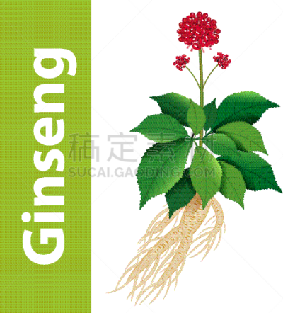 叶子,Ginseng,分离着色,白色,亚洲,自然,传统,草本,花
