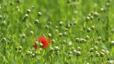 在法国诺曼底晴朗的一天，绿色亚麻地。