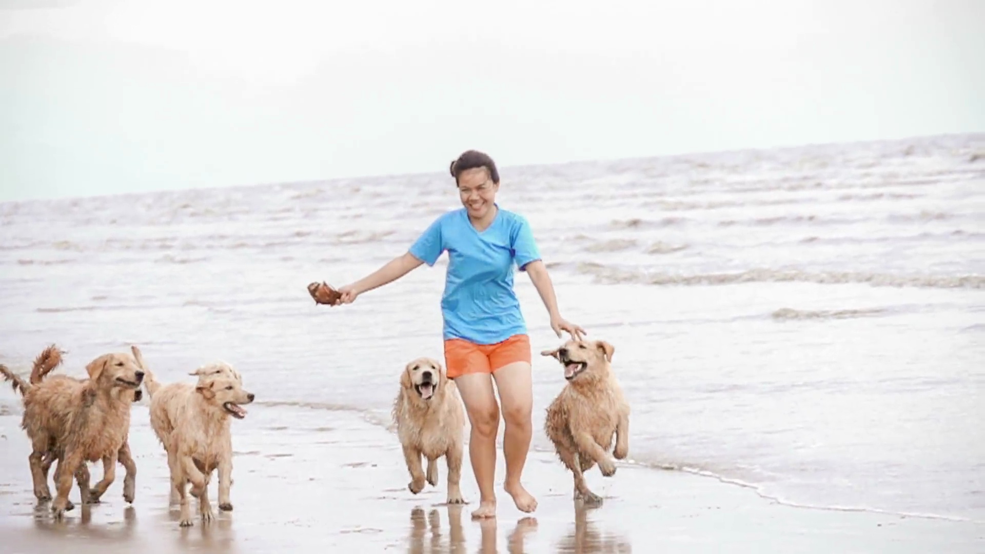 在海滩上和金毛猎犬一起玩的女孩