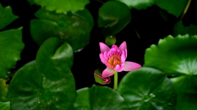  延时摄影 莲花盛开