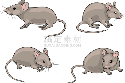 鼠,灰色,可爱的,摆拍,野生动物,哺乳纲,小的,动物,坐,站