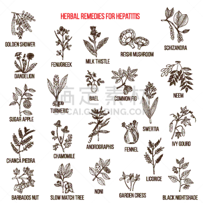 肝炎,草药,黑色,生物学,健康保健,自然,图像,矢量,苹果,葫芦