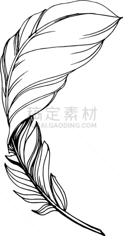 翅膀,分离着色,羽毛,黑色,铅笔,壁纸,鸟类,草图,剪影