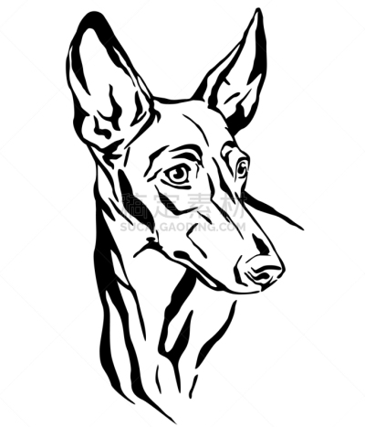 狗,西西里岛灰猎犬,肖像,华丽的,可爱的,纯种犬,摆拍,哺乳纲,服从