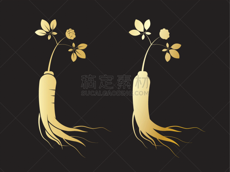 red korean or chinese ginseng root