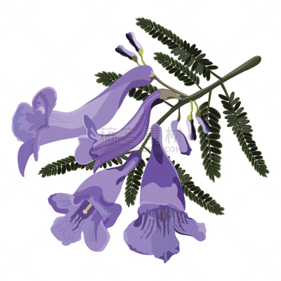 花,绘画插图,矢量,紫薇科树,薰衣草色,热带气候,布里斯班,枝繁叶茂,春天,植物