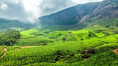 印度喀拉拉邦穆纳尔的绿茶种植园