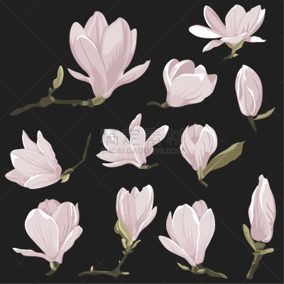 自然,高雅,矢量,玉兰类,剪贴画,粉色,天气,黑色背景,华丽的,花