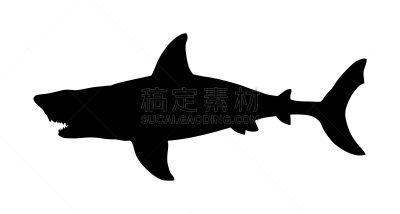 分离着色,鲨鱼,白色背景,野生动物,动物,笼子,短鳍灰鲭鲨,澳大利亚,剪影
