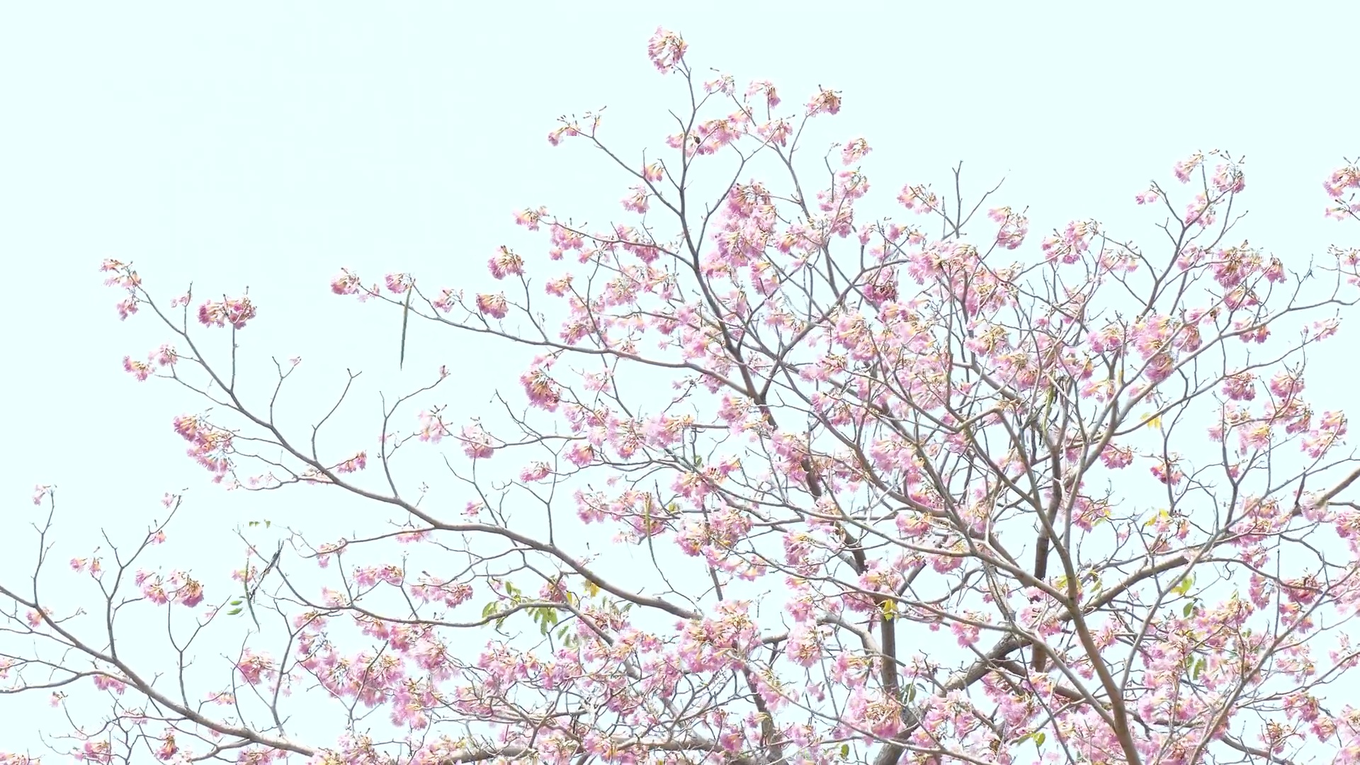 粉红色的花在树上绽放