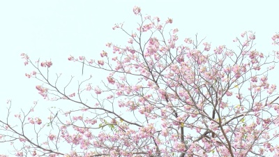 粉红色的花在树上绽放