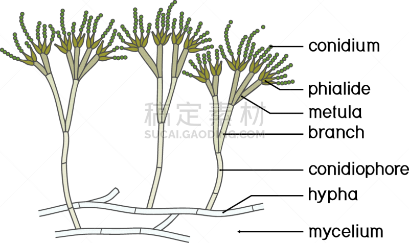白色背景,菌丝,青霉菌,孢子,分生孢子,建造物,分离着色,生物学,微生物学,背景分离