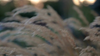 金色植物