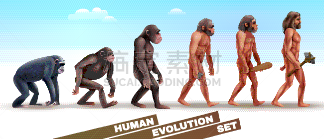 舞台,性格,猴子,生物学,华丽的,人属,灵长目,哺乳纲,动物,进化