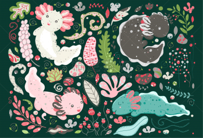 可爱的,Axolotl,可爱,夏天,绘画插图,植物群,蜥蜴,小的,动物,爱