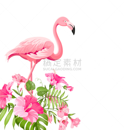 火烈鸟,自然美,鸡尾酒,粉色,图像,浪漫,翅膀,动物,春天,花