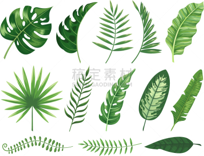 干酪藤,植物群,鸡尾酒,叶子,热带气候,复叶,华丽的,自然美,春天,植物