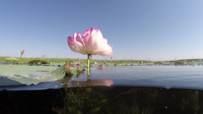 莲花(Nelumbo Nucifera)