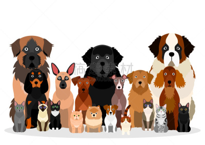 多样,狗,猫,大群动物,曼彻堪猫,可爱的,纽芬兰犬,背景分离,爱尔兰长毛猎犬,灰猎犬