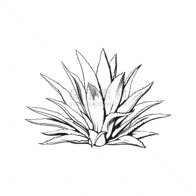 美因河,成分,龙舌兰酒,蓝色龙舌兰,动物手,分离着色,白色,自然,图像,绘制