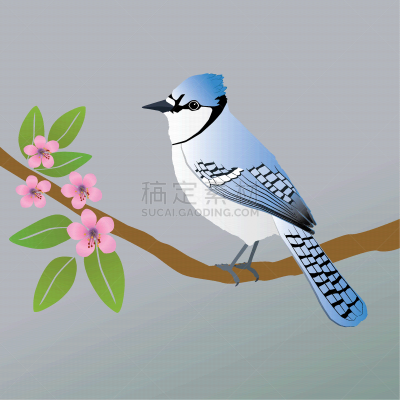 蓝鸦,矢量,僵鸟,野生动物,图像,花朵,枝,动物,鸟类