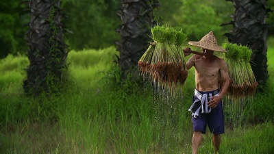 农民在雨季种植水稻。他被水和泥水浸透，准备种植。