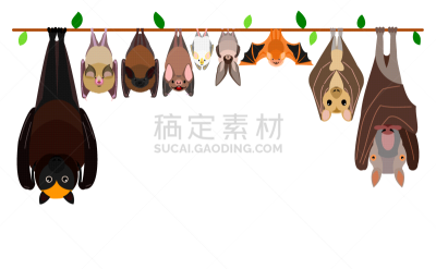 多样,成一排,蝙蝠,悬挂的,上下颠倒,边框,野生动物,大棕蝠,排队