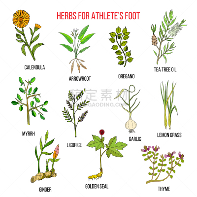 草本,脚气,茶,自然,竹芋,药,甘草糖,图像,收集,生病