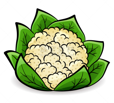 绘画插图,花椰菜,矢量,分离着色,白色,有机食品,蔬菜,白色背景,背景分离,设计