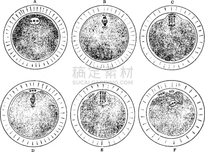 卵子,白色,黑色,图像,矢量,雕刻图像,复古