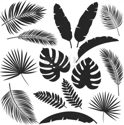 鸡尾酒,叶子,华丽的,复叶,泰国,干酪藤,植物群,棕榈叶,植物,剪影