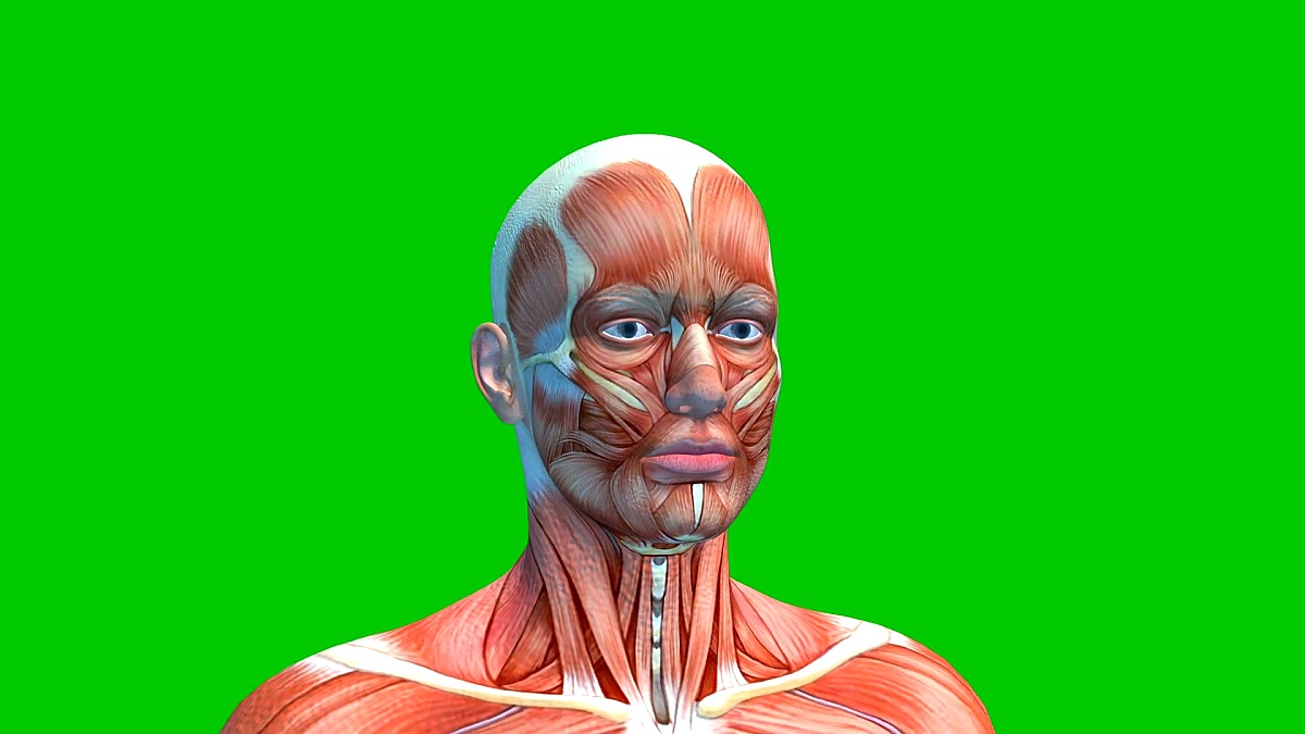 绿色背景下分离的男性头部肌肉，绿色屏幕上的人类肌肉系统，3D动画