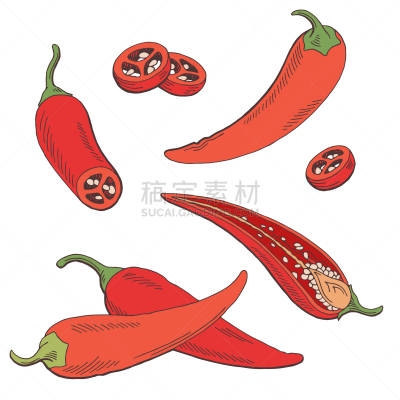 辣椒,草图,绘画插图,矢量,彩色图片,插画,分离着色,农业,蔬菜,一个物体