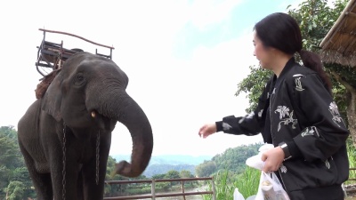 亚洲妇女喂大象