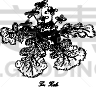 海甘蓝,动物手,白色背景,蔬菜,素食,食品,维生素,沙拉,植物,绘制