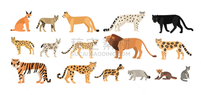 猫,野外动物,狞獾,分离着色,可爱的,家庭,图像,猎豹,收集,捆