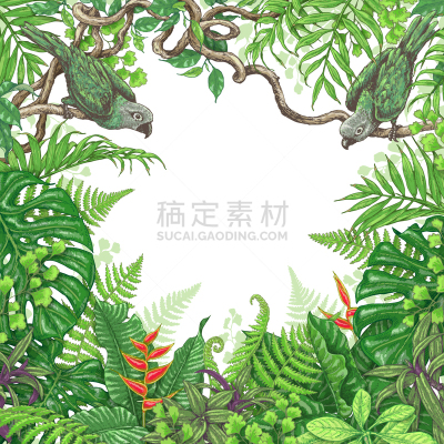 鸟类,热带灌木,边框,复叶,野生动物,植物群,动物,植物,鹦鹉,花