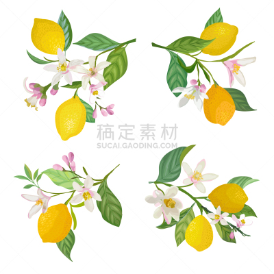 枝,叶子,水彩画,柠檬,废金属,请柬,计划书,花,问候,爱