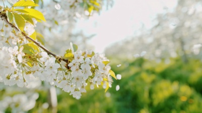从树上掉落的樱花花瓣
