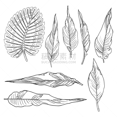 桉树,蕨类,叶子,自然,绘画插图,灌木,热带气候,森林,矢量