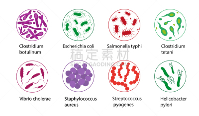 绘画插图,矢量,微生物,细菌,白色背景,分离着色,微生物学,健康保健,医学检测,副溶血性弧菌